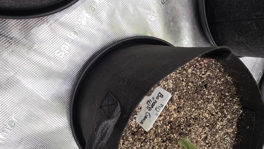 Fastbuds42 Grow. Week 7