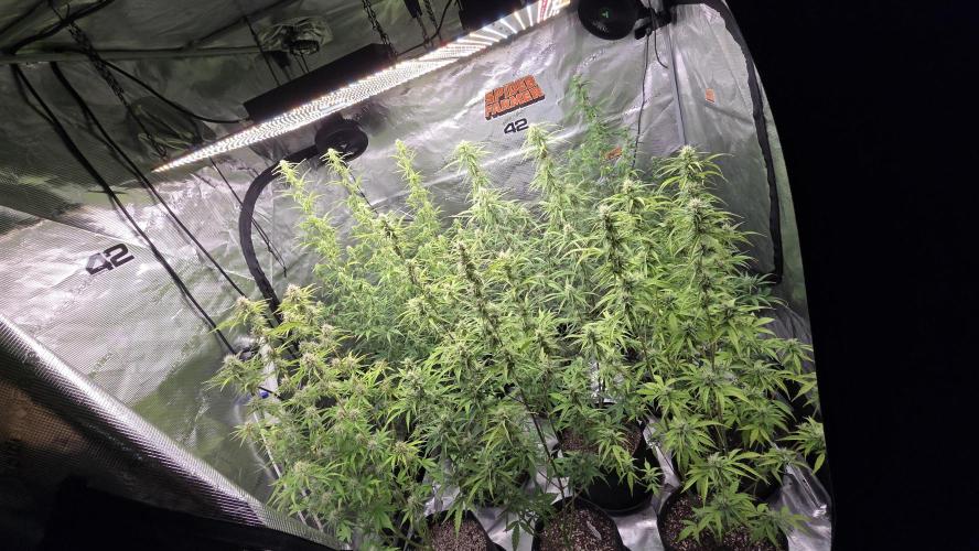 Fastbuds42 Grow. Week 8