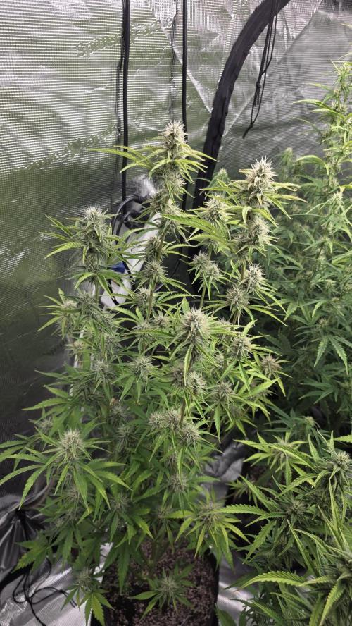 Fastbuds42 Grow. Week 8