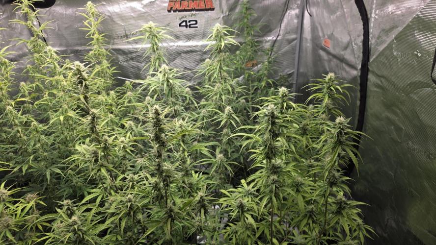 Fastbuds42 Grow. Week 8