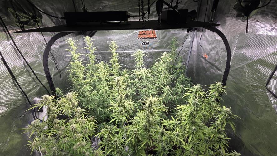 Fastbuds42 Grow. Week 8