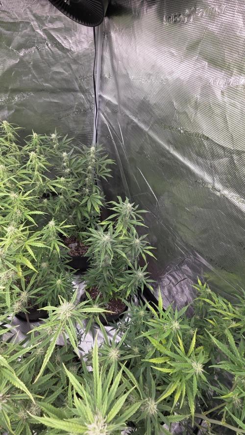 Fastbuds42 Grow. Week 8