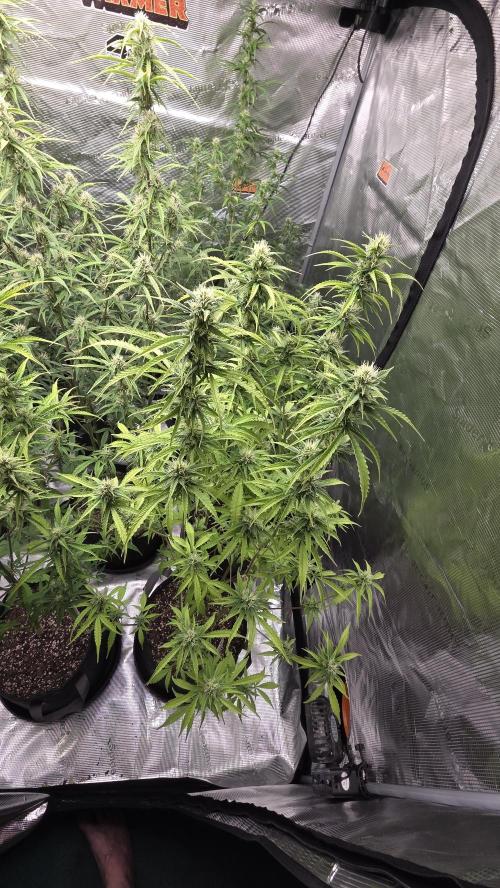 Fastbuds42 Grow. Week 8