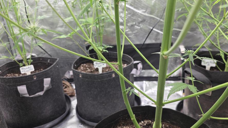 Fastbuds42 Grow. Week 8