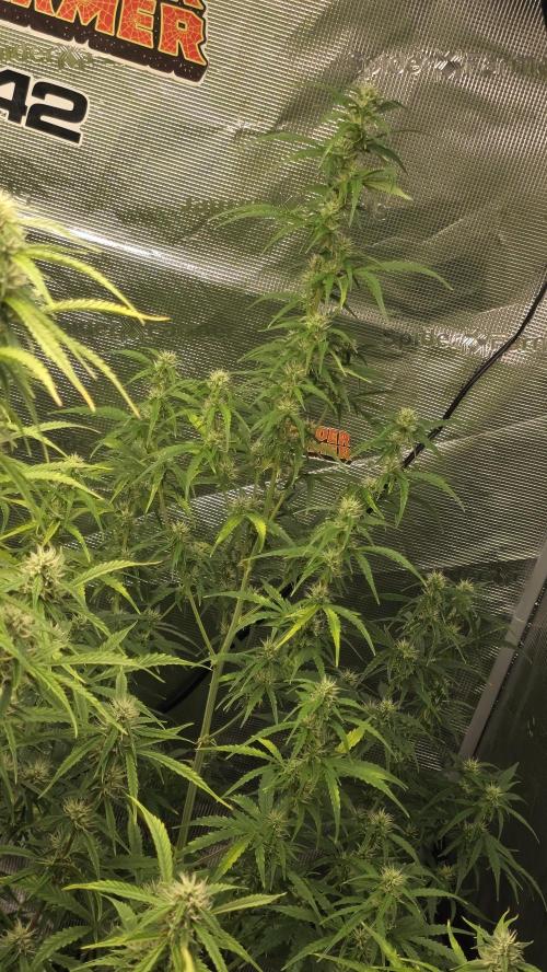 Fastbuds42 Grow. Week 8