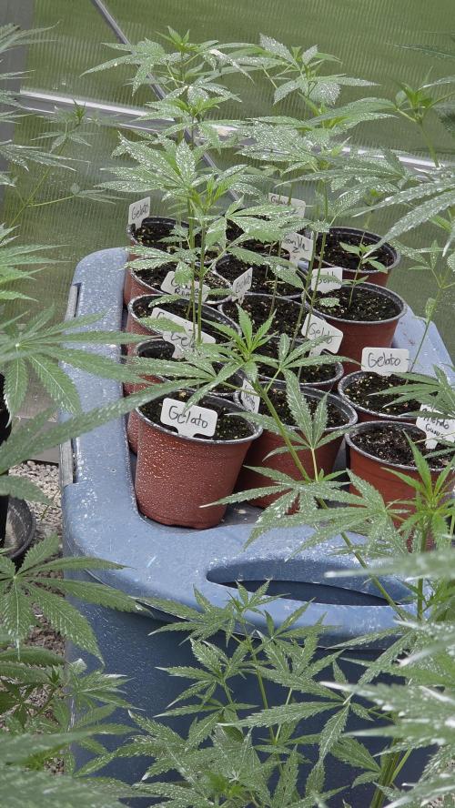 Fastbuds assorted #2. Week 2