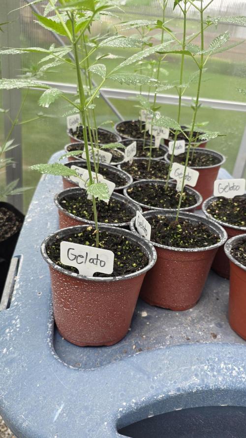 Fastbuds assorted #2. Week 2