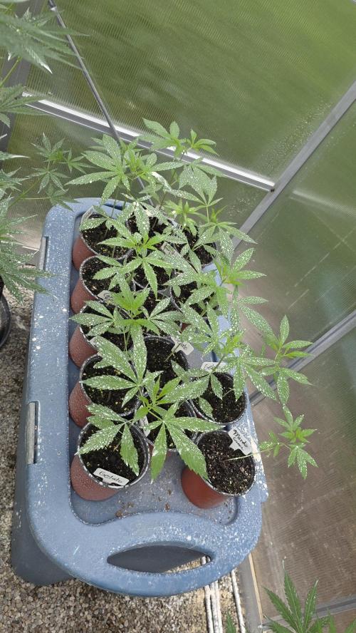 Fastbuds assorted #2. Week 2