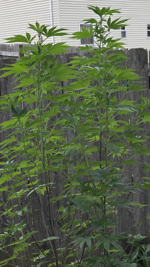 Pheno dirty birds. Week 11