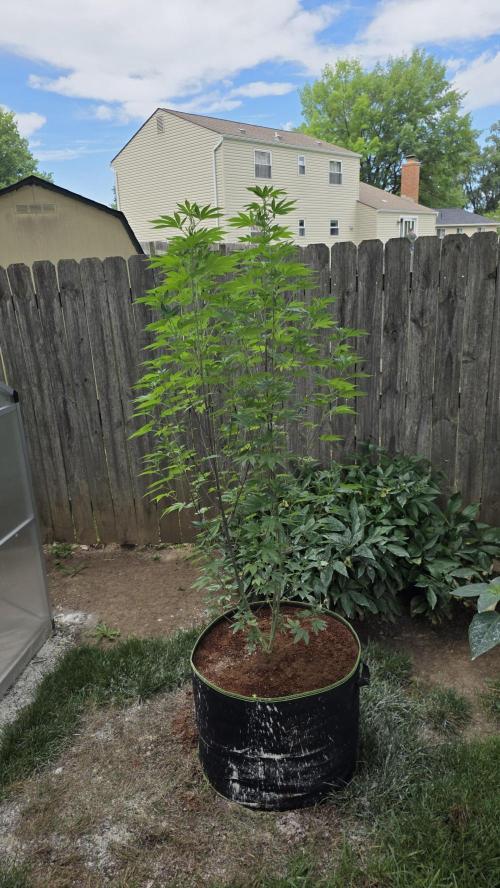 Pheno dirty birds. Week 11