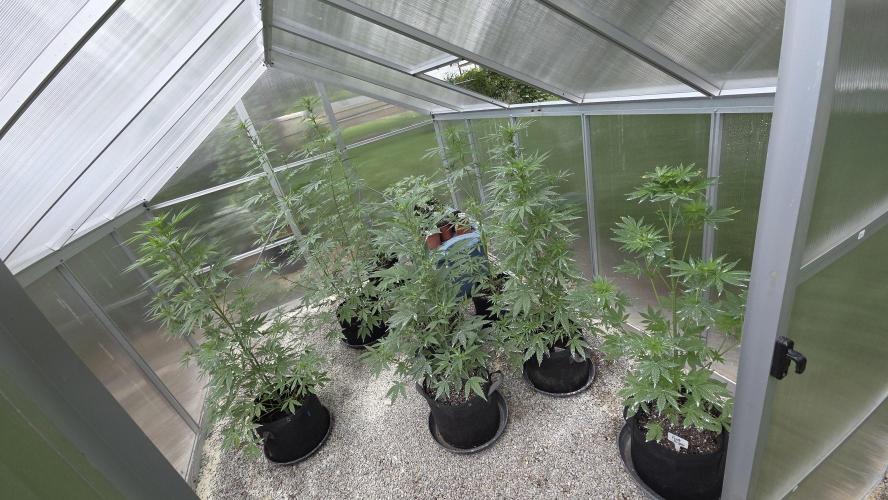Fastbuds greenhouse. Week 1