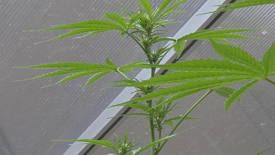 Fastbuds greenhouse. Week 1