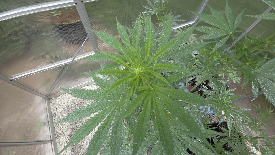 Fastbuds greenhouse. Week 1