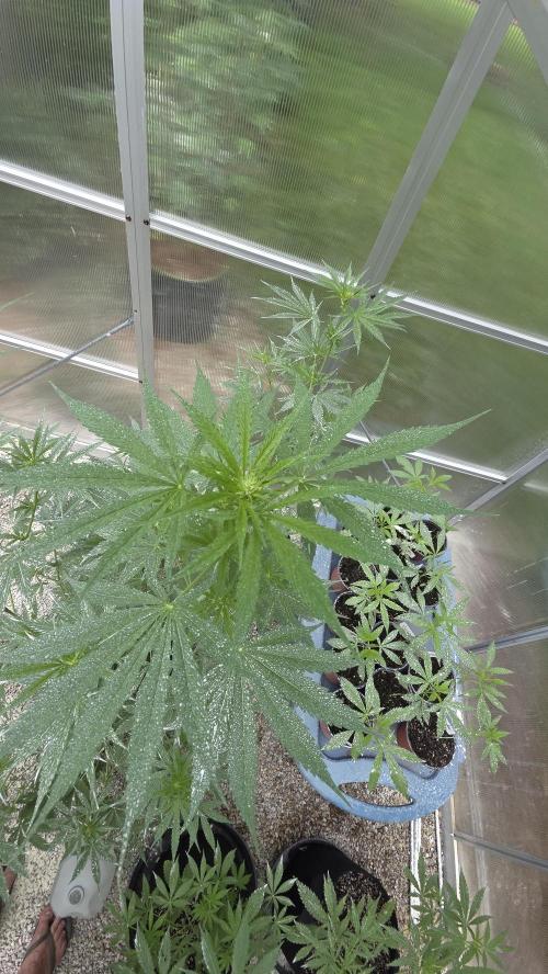 Fastbuds greenhouse. Week 1