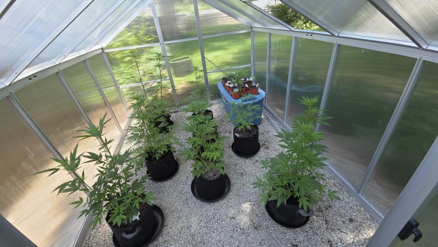 Fastbuds greenhouse. Week 1
