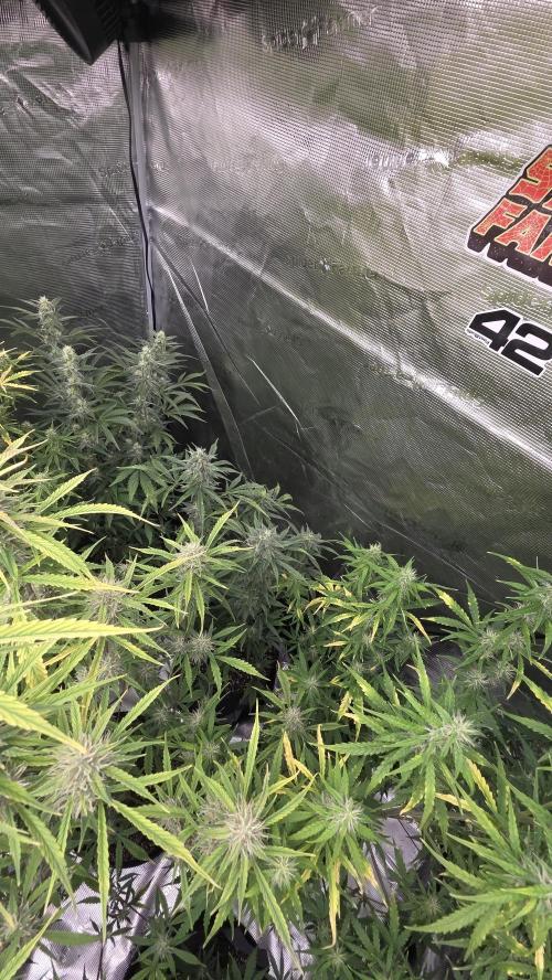 Fastbuds42 Grow. Week 9