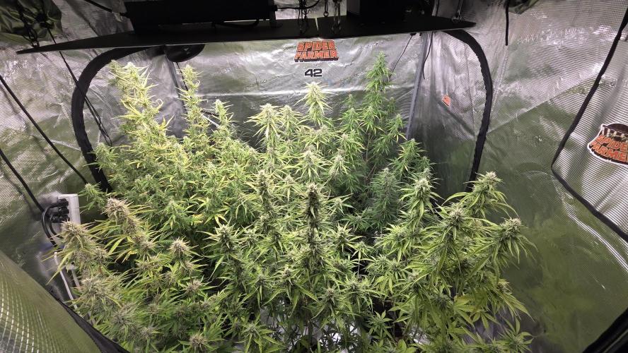 Fast Buds - Mendo Frost Auto by GroveportGreenthumb