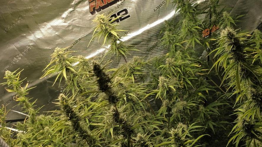 Fastbuds42 Grow. Week 9