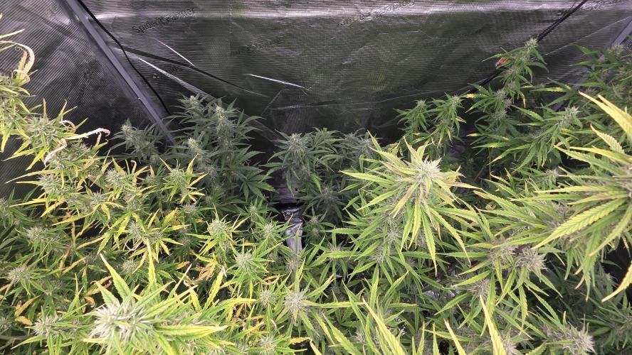 Fastbuds42 Grow. Week 9