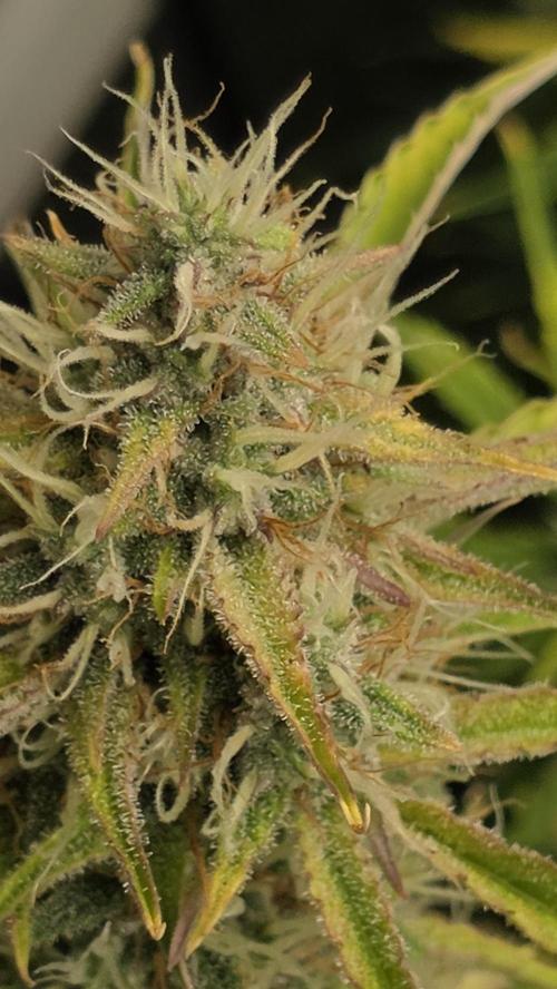 Fastbuds42 Grow. Week 9
