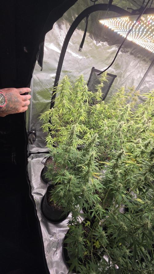 Fastbuds42 Grow. Week 9
