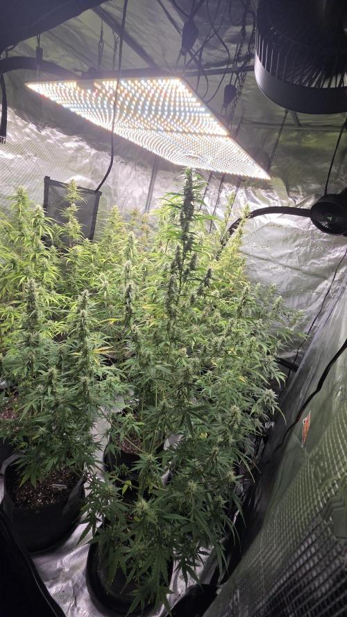 Fastbuds42 Grow. Week 9