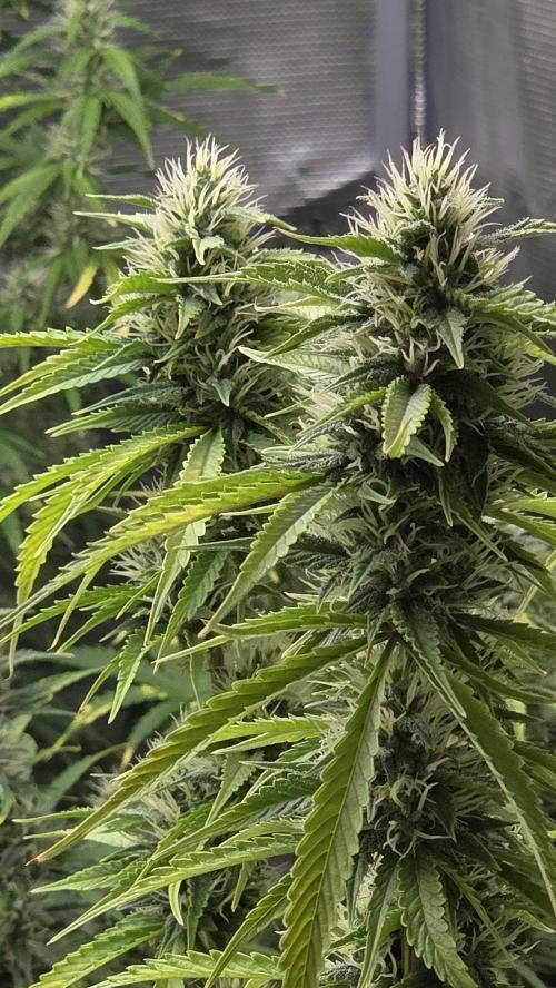 Fastbuds42 Grow. Week 9