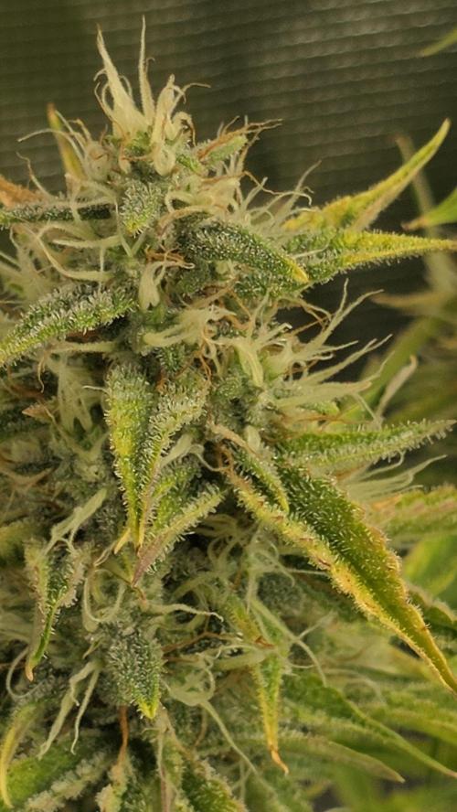 Fastbuds42 Grow. Week 9