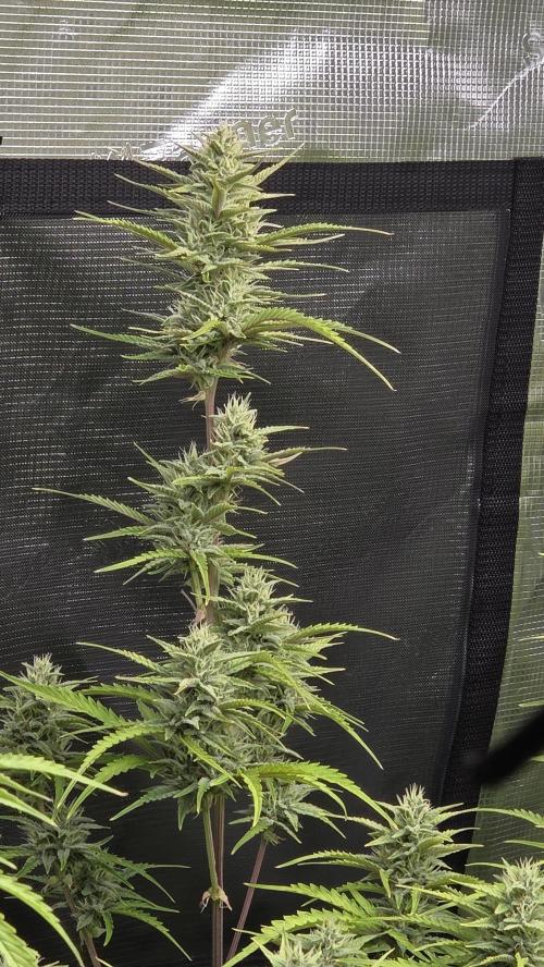 Fastbuds42 Grow. Week 9