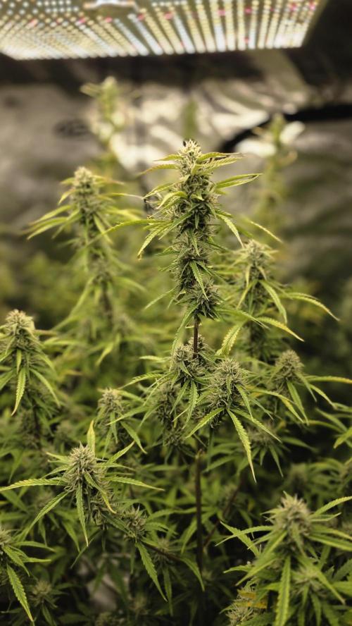 Fastbuds42 Grow. Week 9