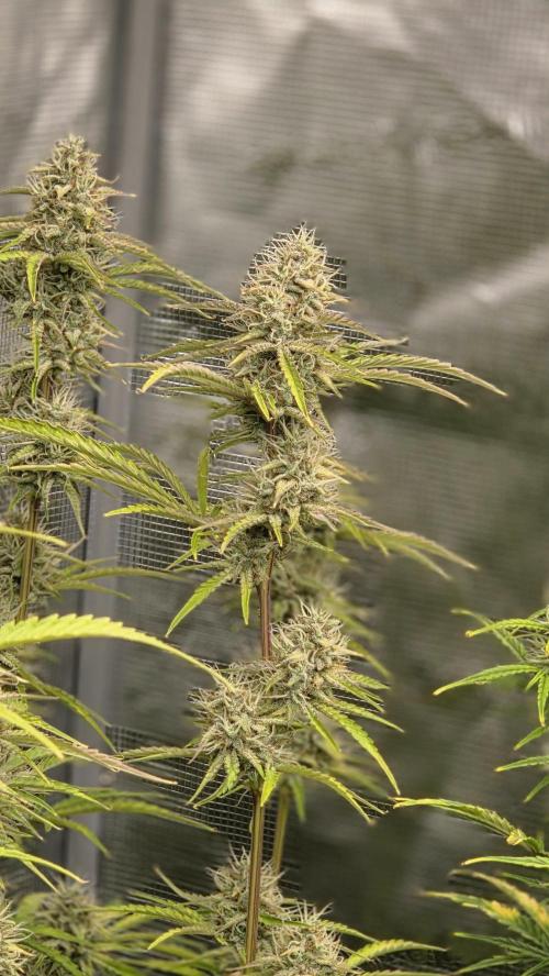 Fastbuds42 Grow. Week 9