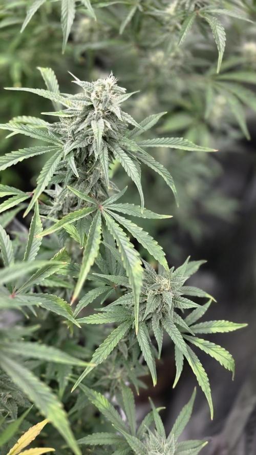 Fastbuds42 Grow. Week 9