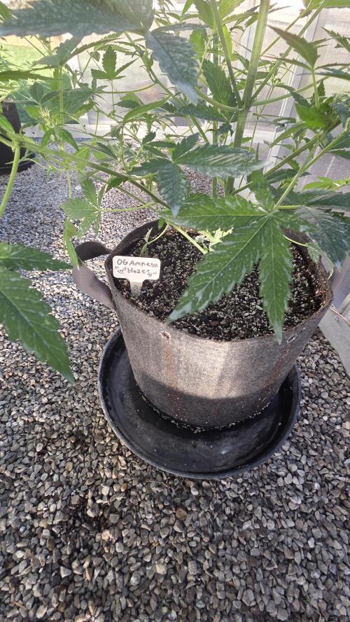Fastbuds greenhouse. Week 2
