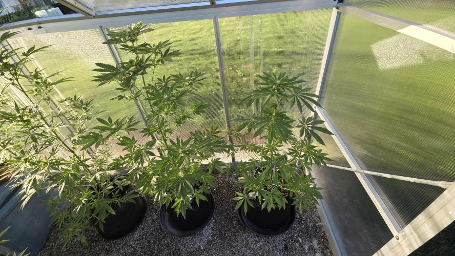 Fastbuds greenhouse. Week 2