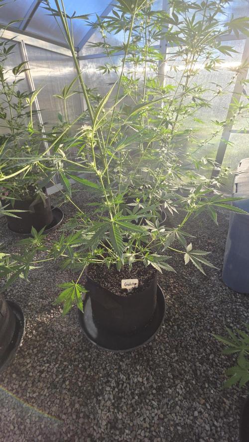 Fastbuds greenhouse. Week 2