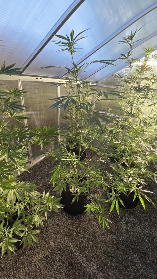 Fastbuds greenhouse. Week 2