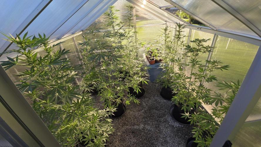Fastbuds greenhouse. Week 2