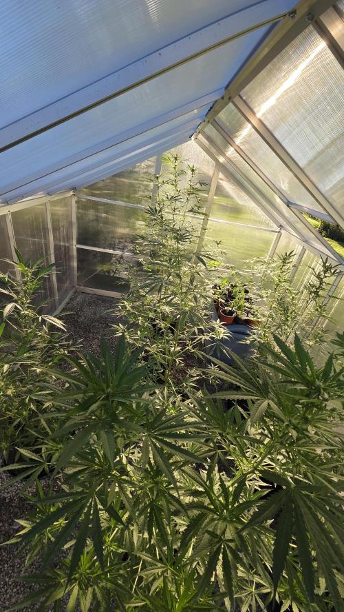 Fastbuds greenhouse. Week 2