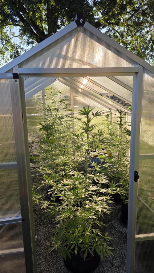 Fastbuds greenhouse. Week 2