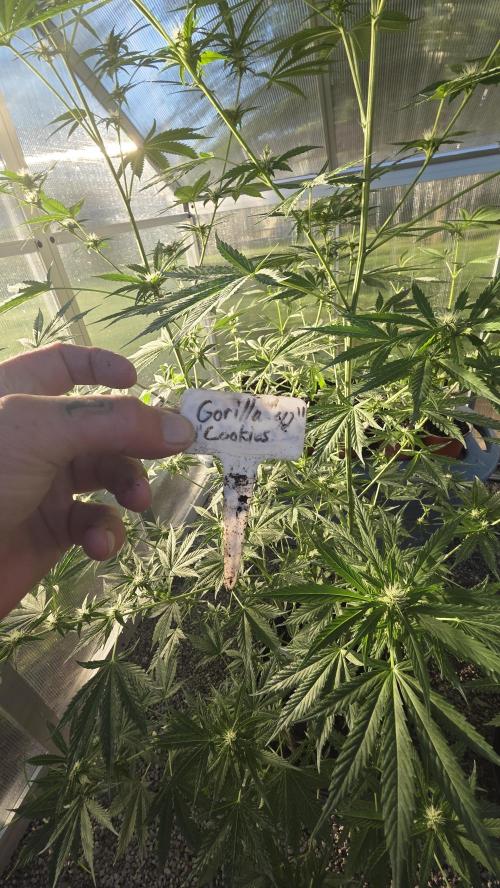 Fastbuds greenhouse. Week 2