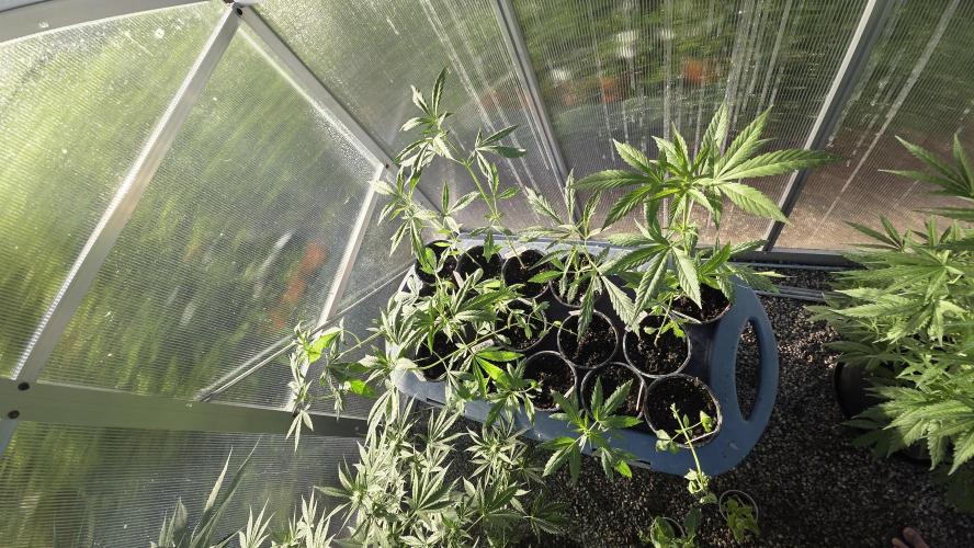 Fastbuds assorted #2. Week 3