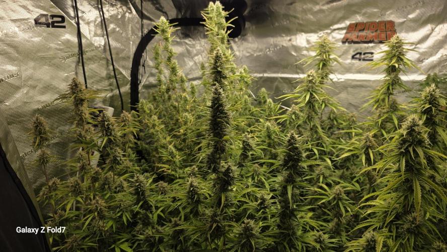 Fastbuds42 Grow. Week 10