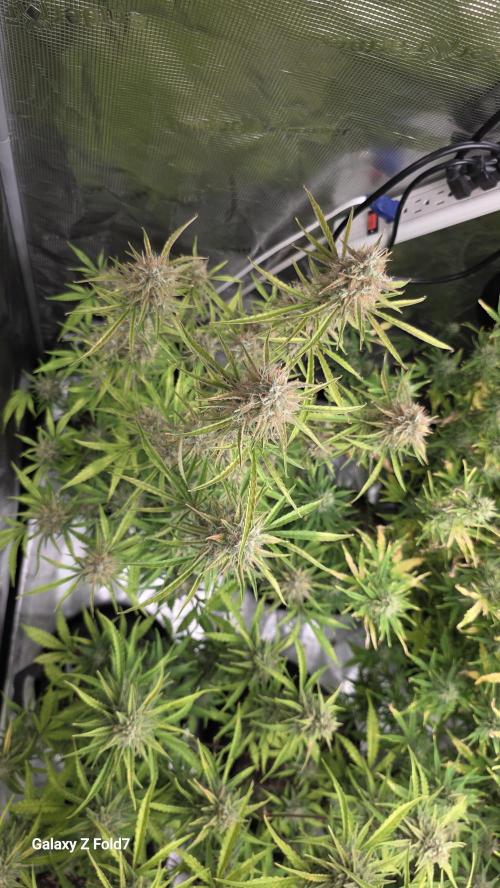 Fastbuds42 Grow. Week 10