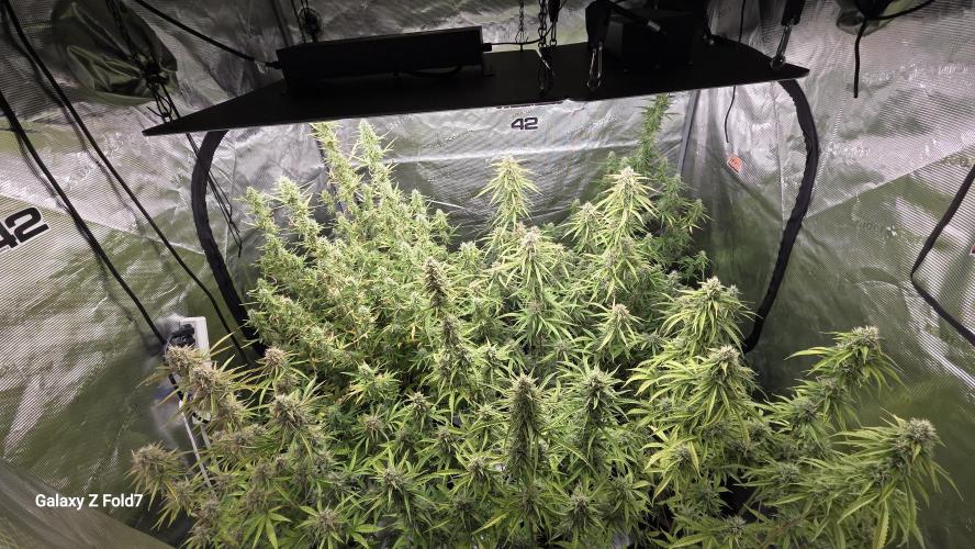 Fastbuds42 Grow. Week 10