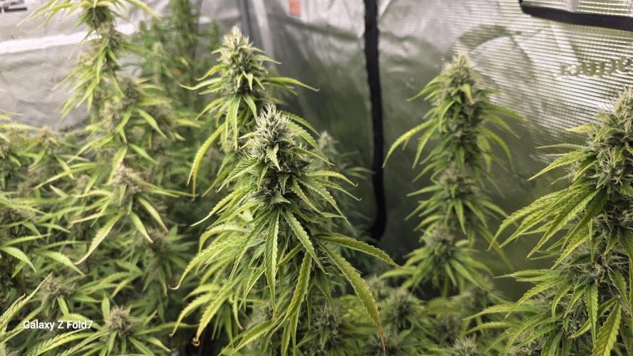 Fastbuds42 Grow. Week 10