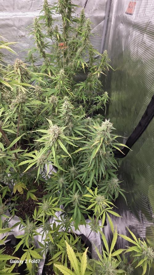 Fastbuds42 Grow. Week 10