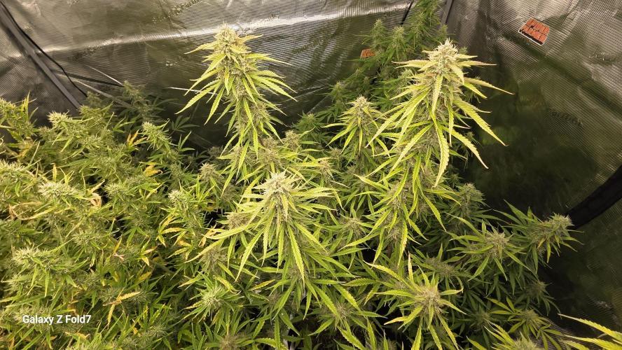 Fastbuds42 Grow. Week 10