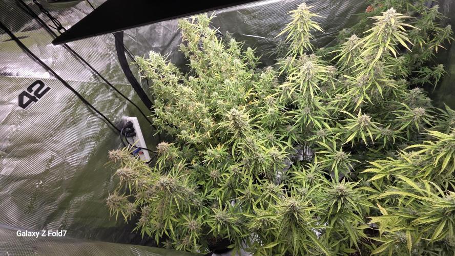 Fastbuds42 Grow. Week 10