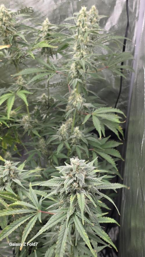 Fastbuds42 Grow. Week 10