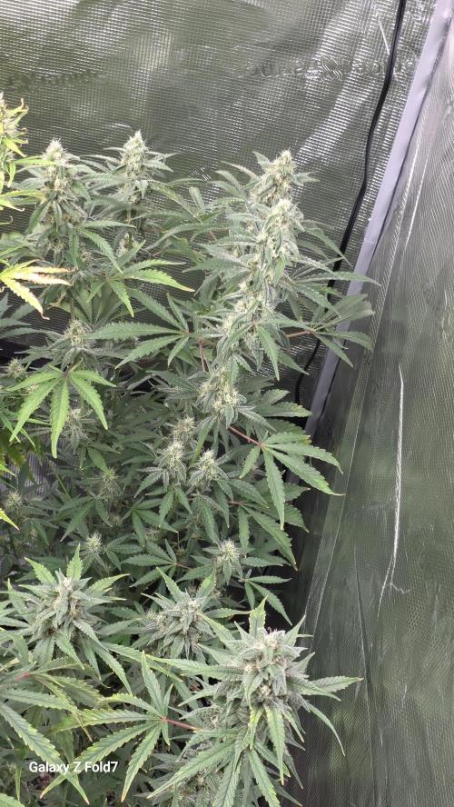 Fastbuds42 Grow. Week 10